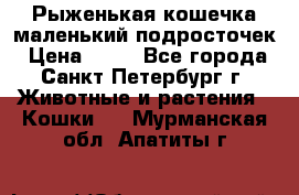 Рыженькая кошечка маленький подросточек › Цена ­ 10 - Все города, Санкт-Петербург г. Животные и растения » Кошки   . Мурманская обл.,Апатиты г.